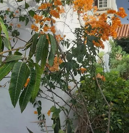 Tres Beau Bungalow,jardin Tropical, Renovation Ete 2020