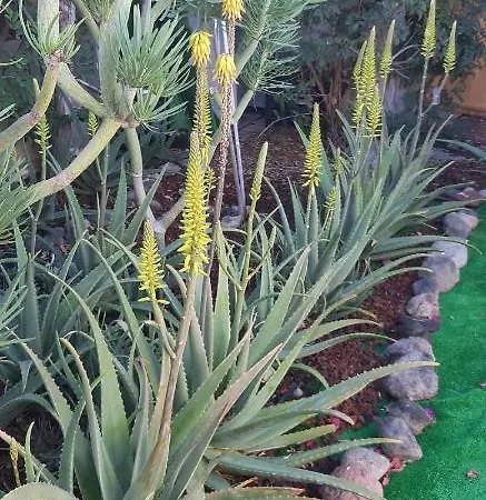 Tres Beau Bungalow,jardin Tropical, Renovation Ete 2020 펜션 플라야 델 잉글스