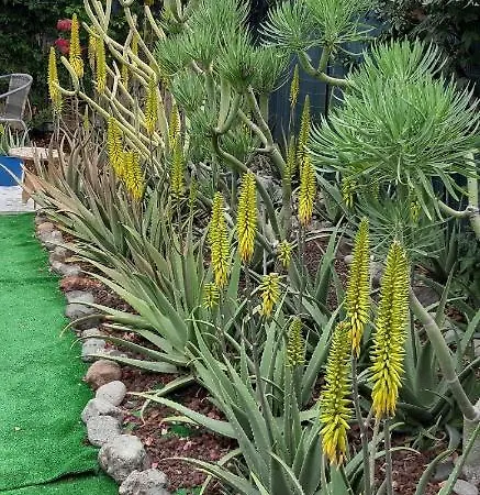 Ferienhaus Tres Beau Bungalow,jardin Tropical, Renovation Ete 2020